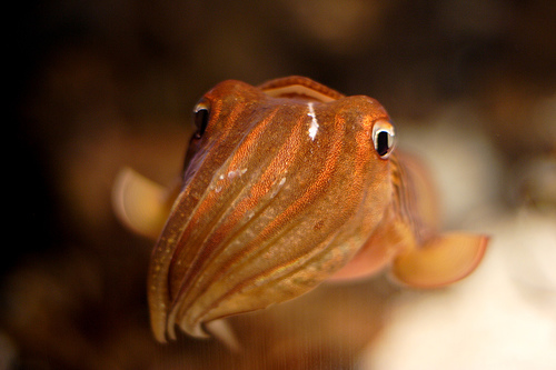 Sponges, Anemones, & Cuttlefish, Oh My! What Animal Phylum is Best?